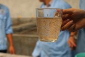 Người Úc nhảy vào sân chơi cá tra Việt Nam Người Úc nhảy vào sân chơi cá tra Việt Nam