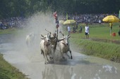 Những hình ảnh cực hấp dẫn ở lễ hội đua bò Bảy Núi Những hình ảnh cực hấp dẫn ở lễ hội đua bò Bảy Núi