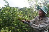 Thái Lan có cả một hệ thống nhãn hiệu, Việt Nam nên học Thái Lan có cả một hệ thống nhãn hiệu, Việt Nam nên học