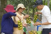 Độc đáo làng cây trái Nam bộ tại miền Trung Độc đáo làng cây trái Nam bộ tại miền Trung