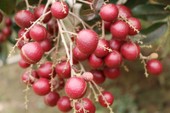 Người Thái săn lùng nhãn tím độc đáo, Thủ tướng giao bộ xử lý Người Thái săn lùng nhãn tím độc đáo, Thủ tướng giao bộ xử lý