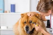 93% người Việt Nam đi du lịch không thể thiếu điện thoại 93% người Việt Nam đi du lịch không thể thiếu điện thoại