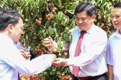 Trồng đặc sản vải thiều ngay tại... siêu thị ở TP.HCM Trồng đặc sản vải thiều ngay tại... siêu thị ở TP.HCM