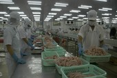 Tiêu chuẩn xuất khẩu cá tra sang Trung Quốc ngày càng khắt khe Tiêu chuẩn xuất khẩu cá tra sang Trung Quốc ngày càng khắt khe