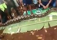 Kinh hoàng phát hiện một phụ nữ Indonesia bị trăn nuốt chửng