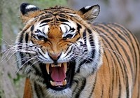 Thợ săn hàng đầu Ấn Độ được thuê giết con hổ ăn thịt 13 người