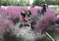 Vườn cỏ hồng tuyệt đẹp bị du khách Trung Quốc dẫm nát