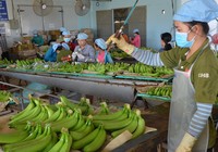 Mỹ-Trung ăn miếng trả miếng: Hàng Việt bị vạ lây