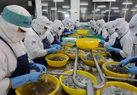 Tôm, cá Việt rộng đường sang Mỹ