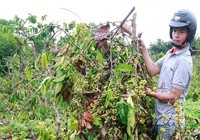 Lỗ hàng trăm tỉ, ông lớn cà phê muốn giải thể 6 công ty con