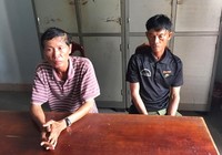 Mang cả xe bò để đi cắt trộm cáp viễn thông