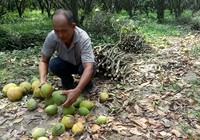 Cận cảnh: Đặc sản bưởi Năm Roi rụng trắng gốc, dân khóc ròng