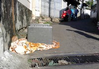 Nghi con rủ bạn trộm két sắt của gia đình ở Phú Nhuận