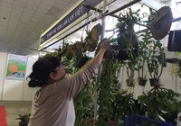 Khám phá lan rừng tại hội chợ quận Tân Bình