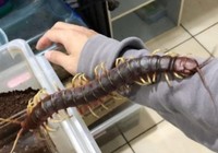 Rùng mình với cảnh cho rết 'khủng' bò khắp người