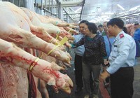 Heo lở mồm long móng bị chặt 4 chân để 'che mắt' người mua