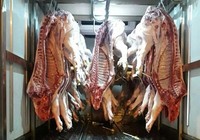 Nhận biết heo lở mồm long móng trong những ngày cận Tết