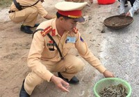 CSGT giúp dân nhặt tôm, quét đá dăm trên đường