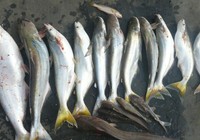 'Hô biến' cá này thành cá kia coi chừng bị phạt
