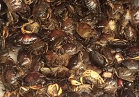 Cẩn trọng với món cua đồng xay sẵn