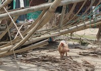 Phóng sự ảnh: Làng biển Quảng Bình xác xơ sau bão