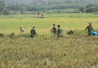 Công an xắn tay xuống đồng gặt lúa giúp dân sau bão