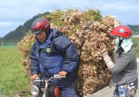 Phiên chợ đặc biệt ở Lý Sơn