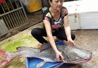 Cá lăng 'khủng' to bằng người lớn trên sông Sêrêpốk dính câu