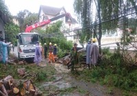 Nhiều cổ thụ ở Đà Lạt gãy đổ, 3 người bị thương