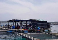 Hàng ngàn cá nuôi trên đảo Phú Quý chết bất thường
