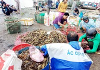 Hơn 600.000 con tôm hùm ở Phú Yên chết