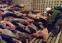 Ecuador bắt tàu Trung Quốc chở hàng trăm tấn cá mập