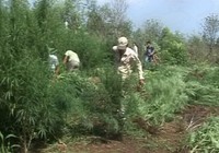 ‘Xen canh’ cần sa trong vườn rau