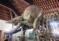 Ngắm bộ xương cá voi khủng trên đảo Phú Quý