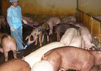 Nuôi heo dùng chất cấm bị phạt tù?