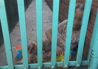 Con gái đánh mẹ già 70 tuổi vì ‘mẹ ngu’