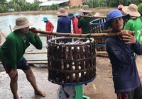 Cá tra xuất khẩu vẫn gặp khó
