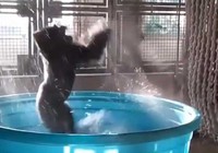 Khỉ đột phấn khích 'quẩy' trong bồn tắm