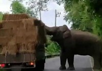 Voi thản nhiên chặn xe tải 'cướp đồ'