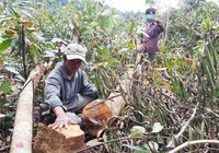 Cử tri bức xúc nạn phá rừng, thuốc dỏm, tham nhũng