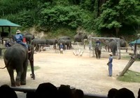 Câu chuyện làm du lịch từ voi