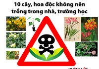 10 cây, hoa độc không nên trồng trong nhà, trường học