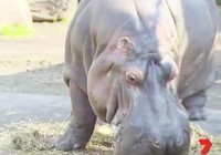 Hà mã 42 tuổi già nhất thế giới qua đời