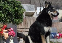 Cảm động chú chó 10 năm không rời mộ chủ