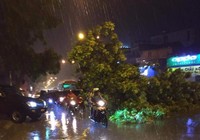 Xà cừ cổ thụ bật gốc chắn ngang đường Phạm Văn Đồng