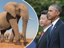 Obama và Tập Cận Bình bắt tay cứu voi châu Phi