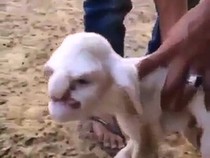 Chú cừu có mặt giống ông già nổi giận