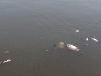 Cá lại chết hàng loạt trên kênh Nhiêu Lộc – Thị Nghè