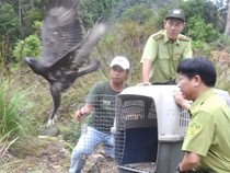 Thả đại bàng, diều trắng quý hiếm về tự nhiên