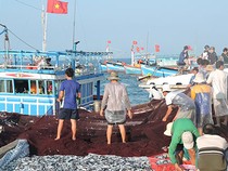 Ngư dân Lý Sơn trúng đậm ‘lộc biển’ đầu năm